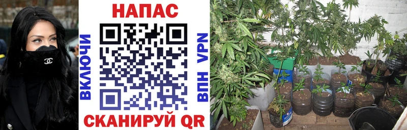 Шишки марихуана OG Kush  где купить   мориарти формула  Боровичи 